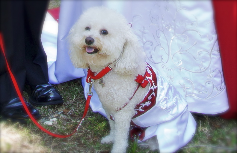 dog dress matches the brides